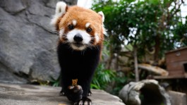中国香港海洋公园举办“四川自然保护周”，游客可通过XR体验与熊猫幼崽互动